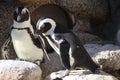 African penguin Spheniscus demersus 2