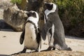 African Penguin (Spheniscus demersus) pair