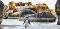 African penguin Spheniscus demersus