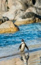 African penguin Spheniscus demersus