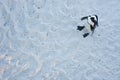 African penguin, spheniscus demersus, South Africa