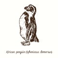 African penguin Spheniscus demersus standing side view. Ink black and white doodle drawing