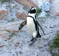 African penguin(Spheniscus demersus) walking towards the beach, Western Cape, South Africa