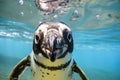 African penguin Spheniscus demersus in the water, Humboldt penguin is swimming in the pool, AI Generated