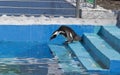 African penguin Spheniscus demersus went for a walk