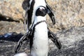 African penguin spread wings and looking at the camera Royalty Free Stock Photo