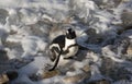 African penguin standing on a rock South Africa