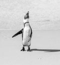 African penguin stands on a sandy beach in a funny pose. Simon`s Town. Boulders Beach. South Africa. Royalty Free Stock Photo