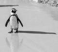 African penguin stands on a sandy beach in a funny pose. Simon`s Town. Boulders Beach. South Africa. Royalty Free Stock Photo