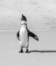 African penguin stands on a sandy beach in a funny pose. Simon`s Town. Boulders Beach. South Africa. Royalty Free Stock Photo