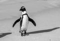 African penguin stands on a sandy beach in a funny pose. Simon`s Town. Boulders Beach. South Africa. Royalty Free Stock Photo