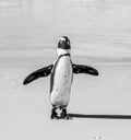 African penguin stands on a sandy beach in a funny pose. Simon`s Town. Boulders Beach. South Africa. Royalty Free Stock Photo