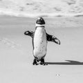 African penguin stands on a sandy beach in a funny pose. Simon`s Town. Boulders Beach. South Africa. Royalty Free Stock Photo