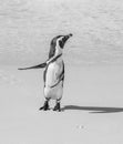 African penguin stands on a sandy beach in a funny pose. Simon`s Town. Boulders Beach. South Africa. Royalty Free Stock Photo