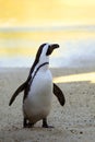 African Penguin at Sunset Royalty Free Stock Photo