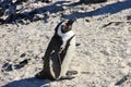 African penguin is taking sunbath. Side view. Royalty Free Stock Photo