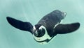African penguin under the water Royalty Free Stock Photo