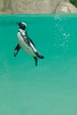 African Penguin underwater Royalty Free Stock Photo