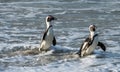 African penguin walk out of the ocean in the foam of the surf.