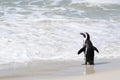 African penguin walking on the beach towards ocean