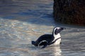 An African Penguin walking out of the sea one eye towards the camera the sun reflecting on its black and white plumage the light