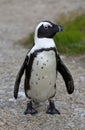 African penguin Royalty Free Stock Photo