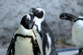 African Penguin Spheniscus demercus& x29; Royalty Free Stock Photo