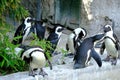 African Penguin & x28; Spheniscus demercus& x29;