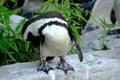 African Penguin & x28; Spheniscus demercus& x29;