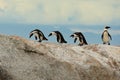 African Penguins