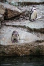 African Penguins