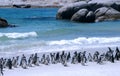 African penguins