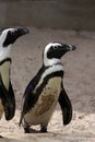 African Penguins