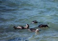 African penguins aka spheniscus demersus at the famous Boulders Beach of Simons Town near Cape Town in South Africa Royalty Free Stock Photo