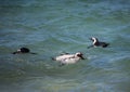 African penguins aka spheniscus demersus at the famous Boulders Beach of Simons Town near Cape Town in South Africa Royalty Free Stock Photo