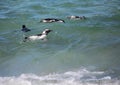 African penguins aka spheniscus demersus at the famous Boulders Beach of Simons Town near Cape Town in South Africa Royalty Free Stock Photo