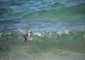 African penguins aka spheniscus demersus at the famous Boulders Beach of Simons Town near Cape Town in South Africa Royalty Free Stock Photo