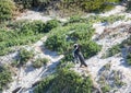 African penguins aka spheniscus demersus at the famous Boulders Beach of Simons Town near Cape Town in South Africa Royalty Free Stock Photo