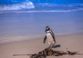 African penguins aka spheniscus demersus at the famous Boulders Beach of Simons Town near Cape Town in South Africa Royalty Free Stock Photo