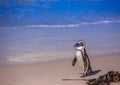 African penguins aka spheniscus demersus at the famous Boulders Beach of Simons Town near Cape Town in South Africa Royalty Free Stock Photo