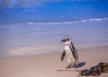 African penguins aka spheniscus demersus at the famous Boulders Beach of Simons Town near Cape Town in South Africa Royalty Free Stock Photo