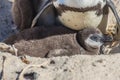 African penguins aka spheniscus demersus at the famous Boulders Beach of Simons Town near Cape Town in South Africa Royalty Free Stock Photo