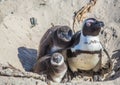 African penguins aka spheniscus demersus at the famous Boulders Beach of Simons Town near Cape Town in South Africa Royalty Free Stock Photo