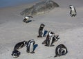 African penguins aka spheniscus demersus at the famous Boulders Beach of Simons Town near Cape Town in South Africa Royalty Free Stock Photo