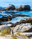 African penguins on the beach Royalty Free Stock Photo