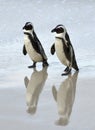 African penguins at the Beach. Royalty Free Stock Photo