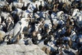 African penguins in Betty's bay Royalty Free Stock Photo