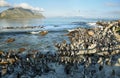 African penguins in Betty's bay Royalty Free Stock Photo