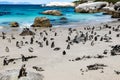 African penguins or Black-footed penguin - Spheniscus demersus - at the Boulders Beach, Cape Town, South Africa Royalty Free Stock Photo