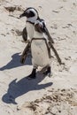 African Penguins at Boulder Beach